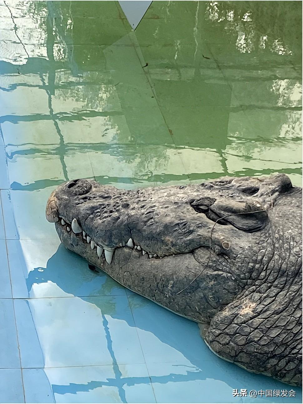 湾鳄小河最新动态，生态恢复与保护的探索之旅