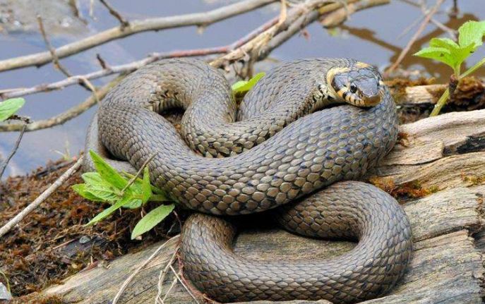 蛇类研究、保护与发展动态，最新消息综述