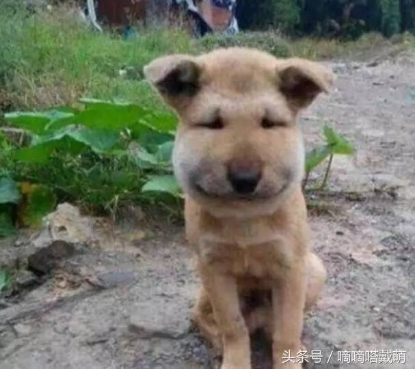 原谅蜂窝最新版的深层意义及其影响解析